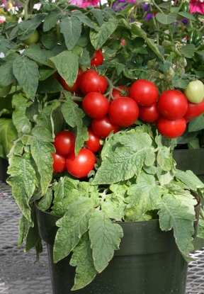 Picture of Tomato Totem F1